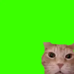 kucing ketawa