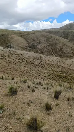 amarillo