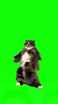 cat dancing 