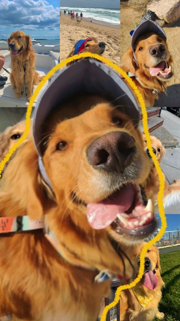 Mein Hund, mein bester Freund