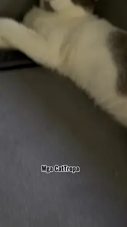 Ganito ba meowmy nyo