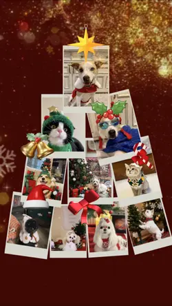 Christmas pet