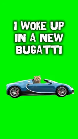 Cat Driving Meme