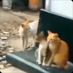 ganti nama temen mu