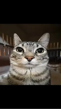 CAT EDIT