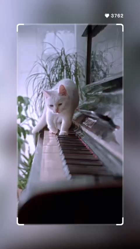 Evcil hayvanlar