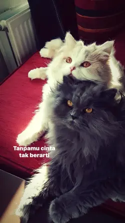 cinta sudah kewat