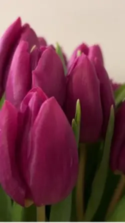 Flowers.!Tulips
