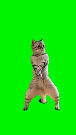 cat dancing
