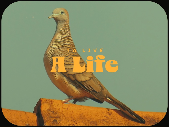 To live a life 