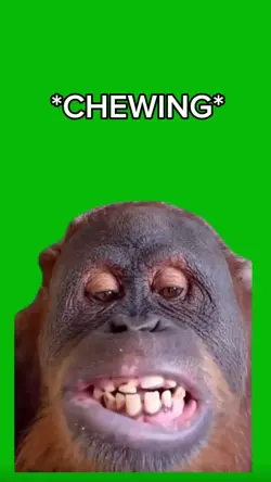 Monkey Chewing 