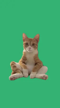 sitting cat