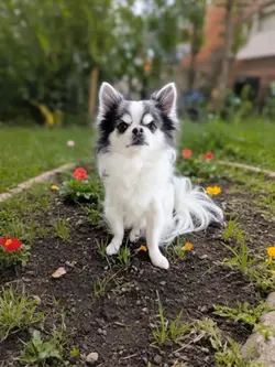 花を咲かせるよ