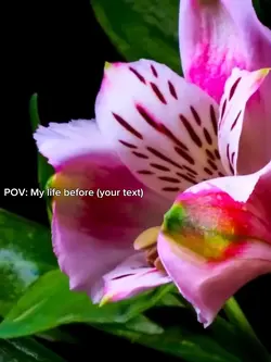 Flowers Blooming