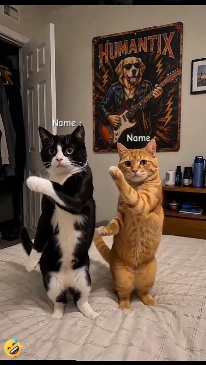 Tendance du chat dansant. 
