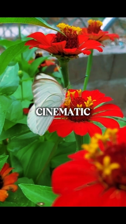 CINEMATIC