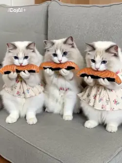 AIお寿司もぐもぐ