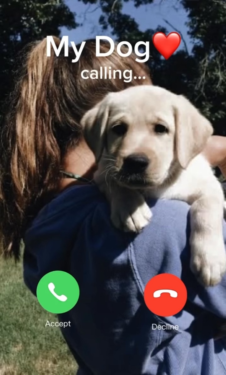 Cachorro❤️ 
