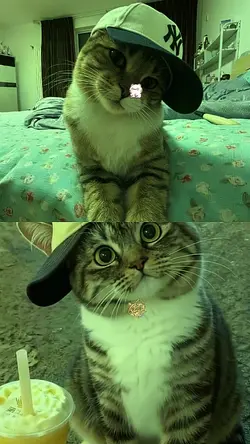 COOL MING MING