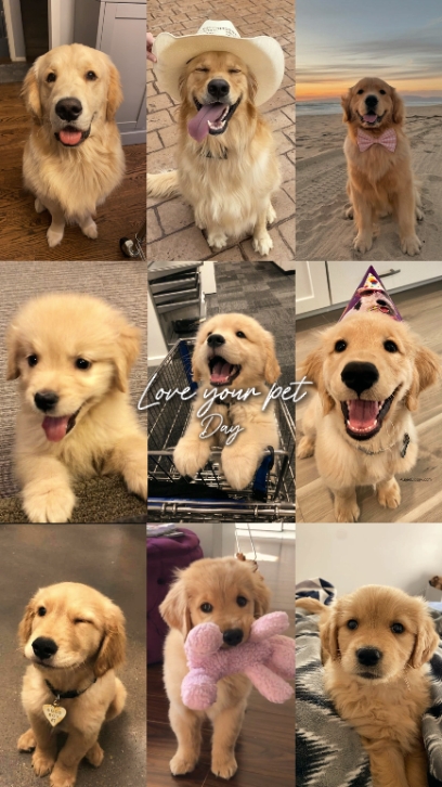 Love your pet