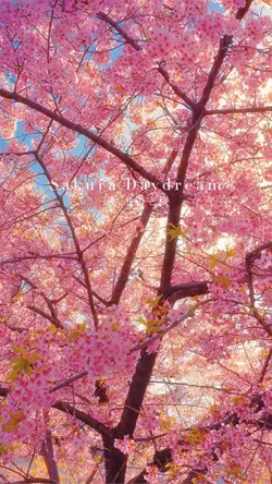 陽だまりと桜