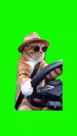 CAT DRIVING MEME