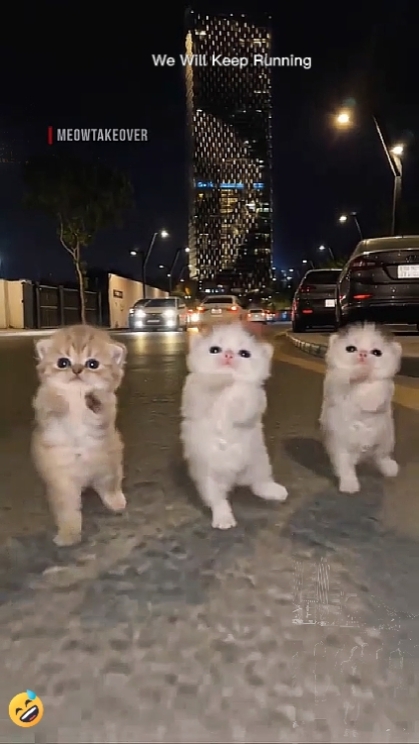 Cat Funny