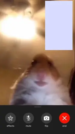 Hamster video call 