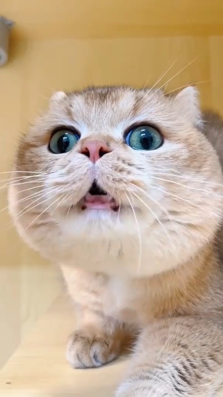 Gato engraçado