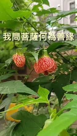 《我問菩薩何為善緣》