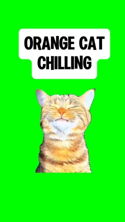 ORANGE CAT CHILLING