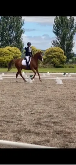 very chestnut mare