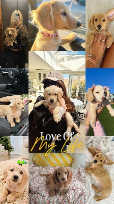 My Little Pet