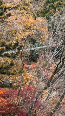 Suspension Bridge