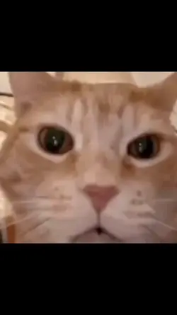 Cat laughing