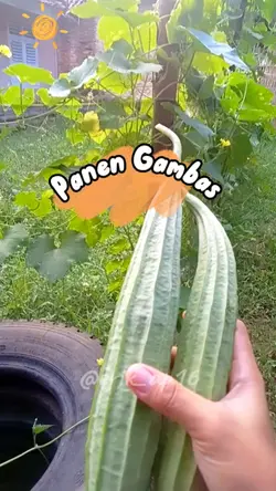 Panen sayur