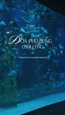 Đoá phù dung cuối 