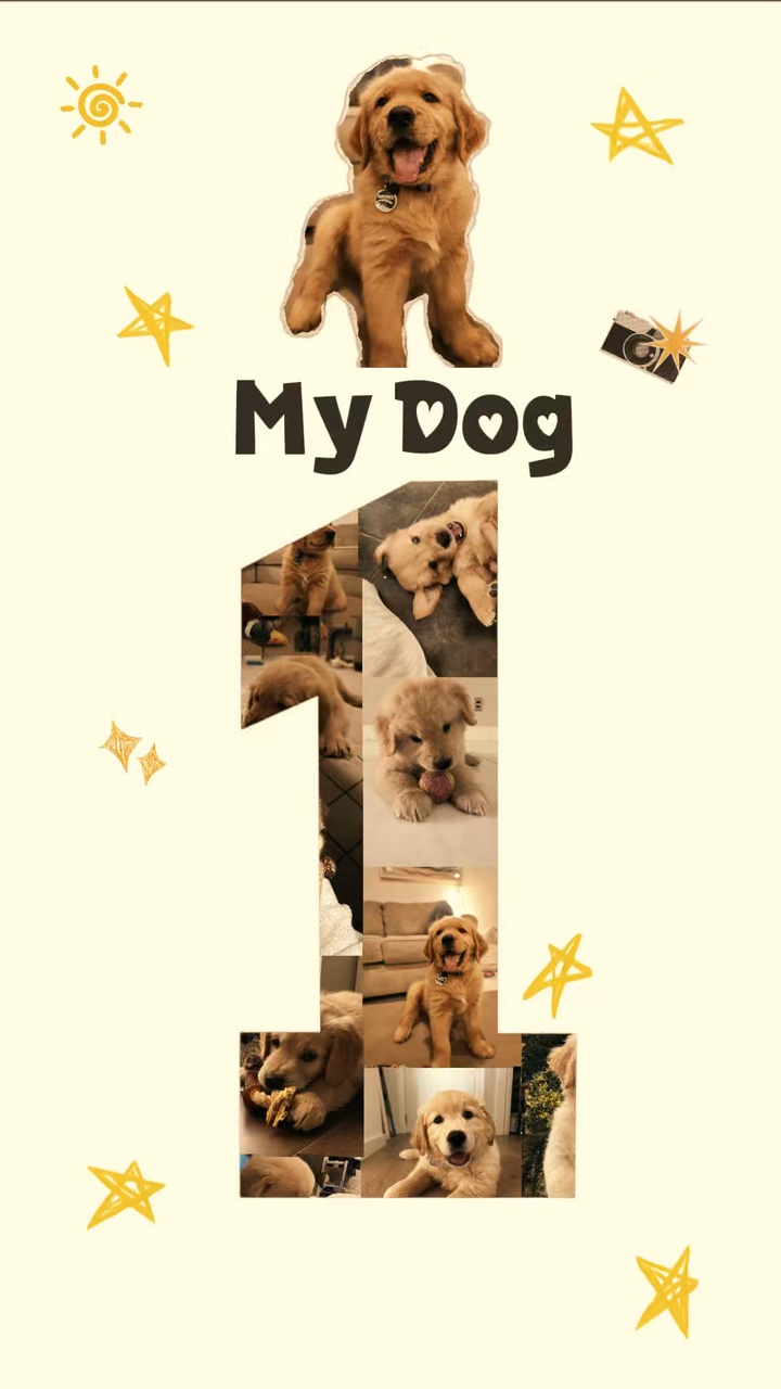 Meu cachorro fofo 