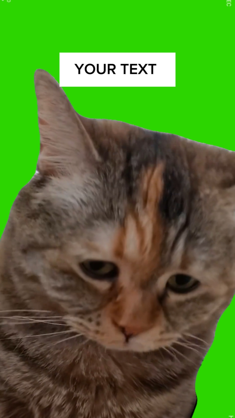 Gato Meme