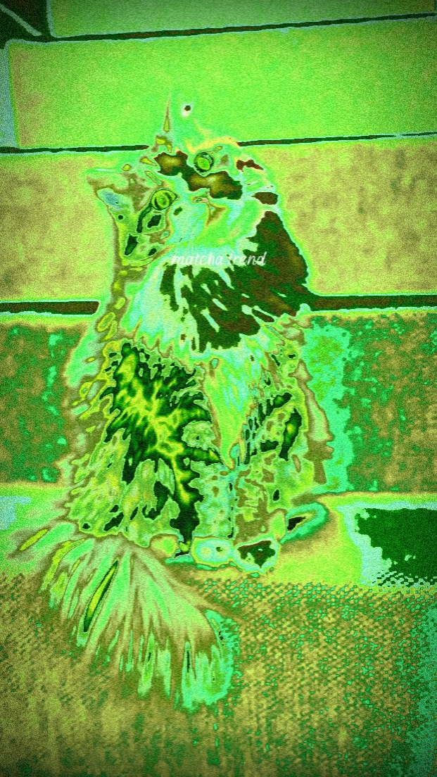 MATCHA NOVA TENDÊNCIA