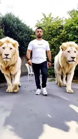 aslan lion