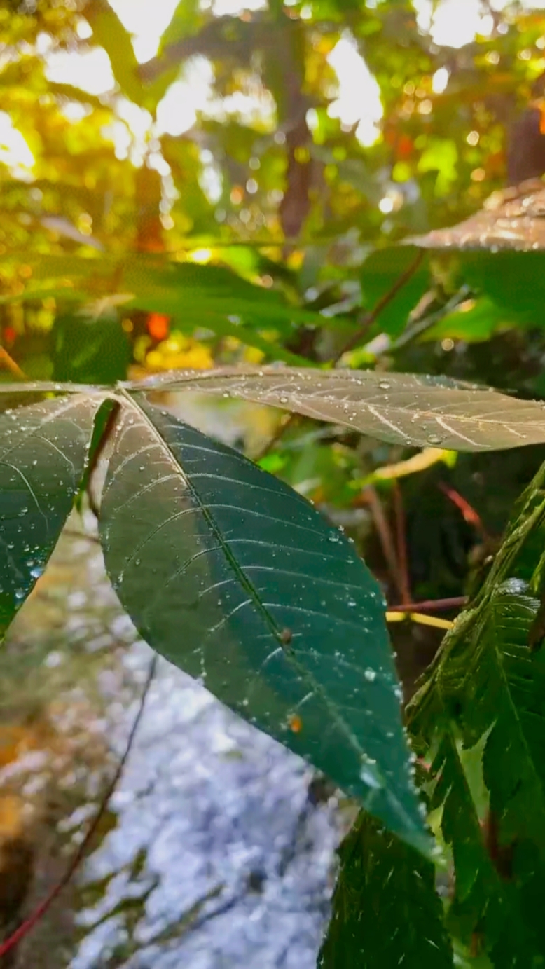 Vibraciones de la naturaleza