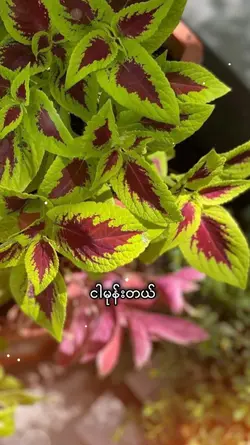 မေ့မရဘူး