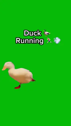 Duck Running ๐ฆ