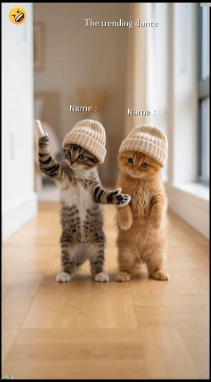 Dance Cat Trend