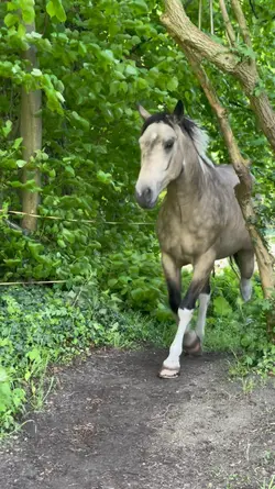 horse slomo aura