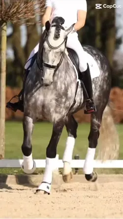 Dressage