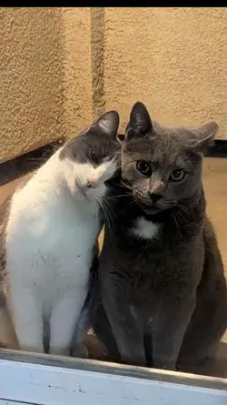 Poto kucing berdua