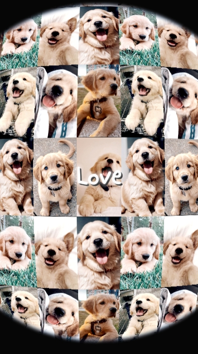My Lovely Dog