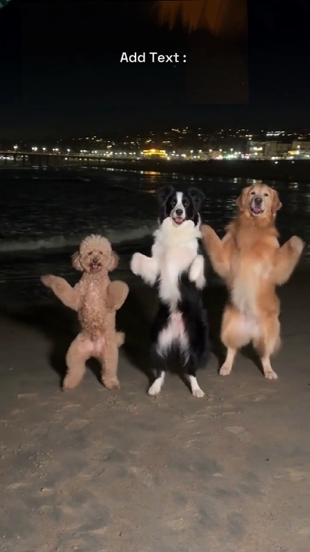Funny Dog